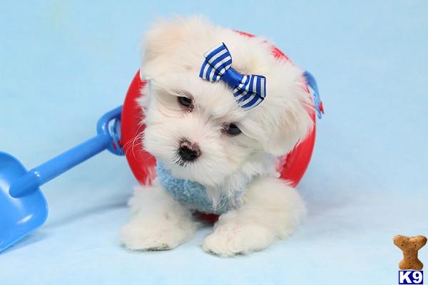 lvpuppyheaven Picture 3